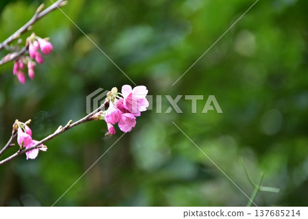 2026 Cherry Blossoms 2026 Cherry Blossoms 137685214