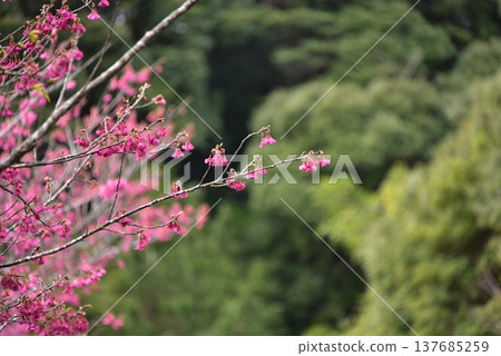 2026 Cherry Blossoms 2026 Cherry Blossoms 137685259