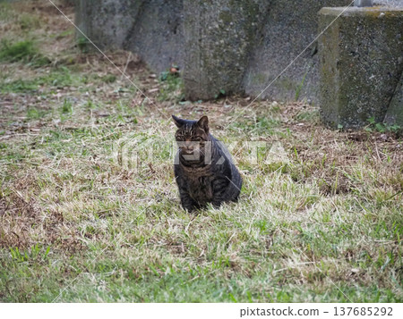 A cat looking up A cat looking up 137685292