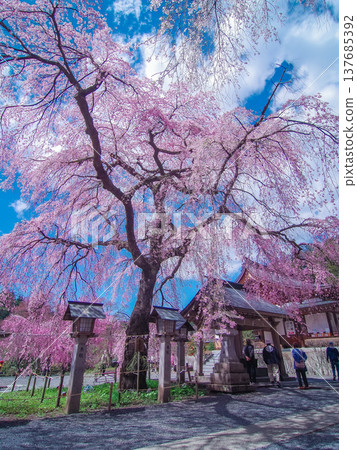 Nanko Shrine, Shirakawa City, Fukushima Prefecture 137685392