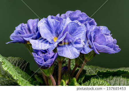 Close up Blue Primrose Flowers with Water Drops on Green Background Close up Blue Primrose Flowers with Water Drops on Green Background 137685453