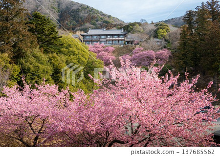 Kawazu cherry blossoms in full bloom with Amabiki Kannon Kawazu cherry blossoms in full bloom with Amabiki Kannon 137685562