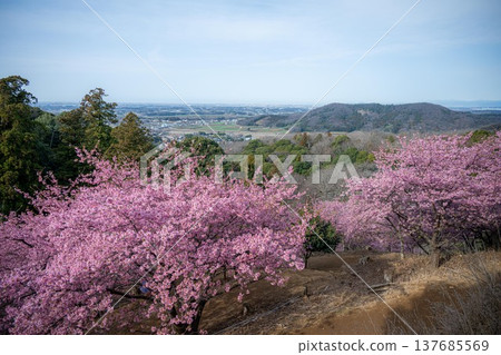 Kawazu cherry blossoms in full bloom with Amabiki Kannon 137685569