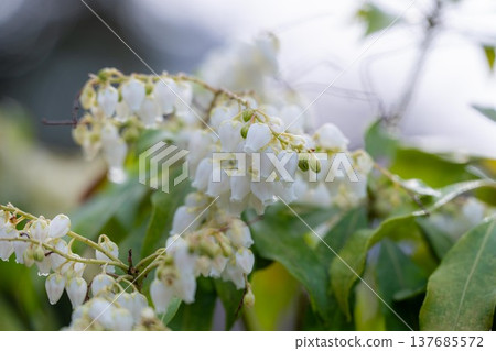 Kawazu cherry blossoms in full bloom with Amabiki Kannon 137685572