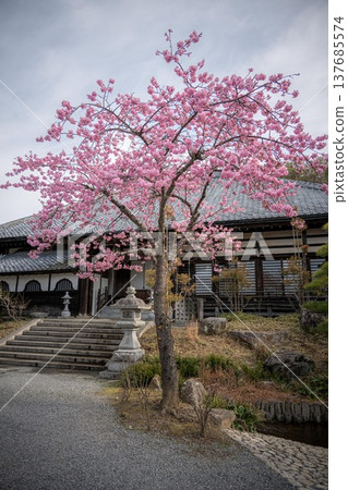 Kawazu cherry blossoms in full bloom with Amabiki Kannon 137685574