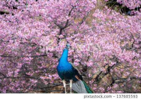 Kawazu cherry blossoms in full bloom with Amabiki Kannon Kawazu cherry blossoms in full bloom with Amabiki Kannon 137685593