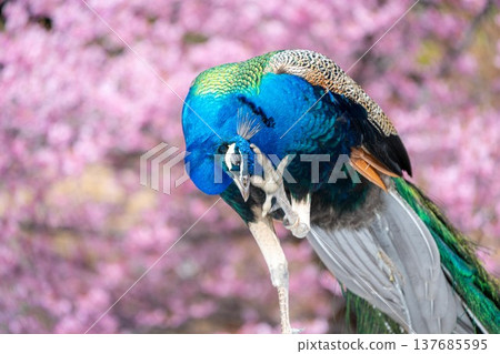 與天引觀音一起盛開的河津櫻花 137685595