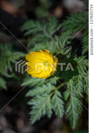 Ibaraki Flower Park 137685754