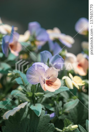 茨城縣花卉公園 茨城縣花卉公園 137685770