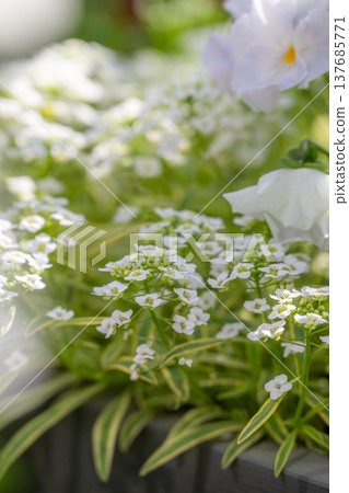 Ibaraki Flower Park 137685771