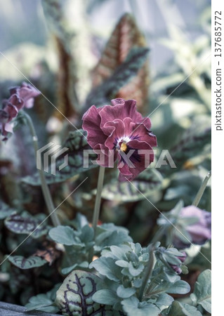 Ibaraki Flower Park 137685772