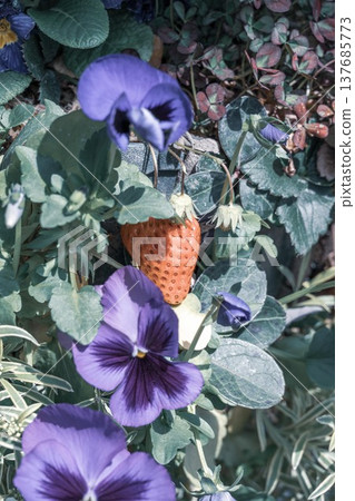 Ibaraki Flower Park 137685773