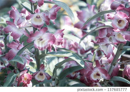 茨城縣花卉公園 137685777