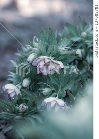 茨城縣花卉公園 137685781