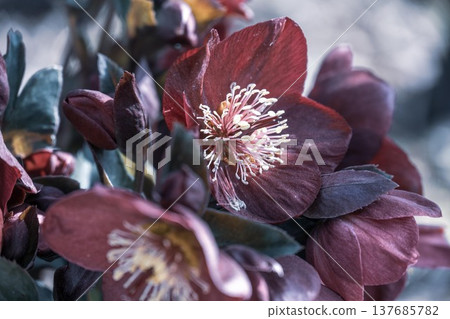 茨城縣花卉公園 137685782