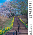 Higashi Nasuno Park in spring, Nasushiobara City, Tochigi Prefecture 137685784
