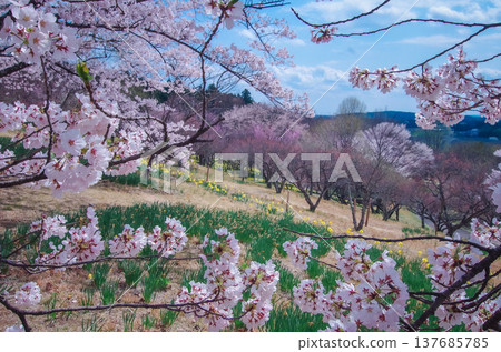 春天的東那須野公園,栃木縣那須鹽原市 春天的東那須野公園,栃木縣那須鹽原市 137685785