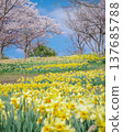 Higashi Nasuno Park in spring, Nasushiobara City, Tochigi Prefecture 137685788