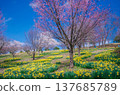Higashi Nasuno Park in spring, Nasushiobara City, Tochigi Prefecture 137685789