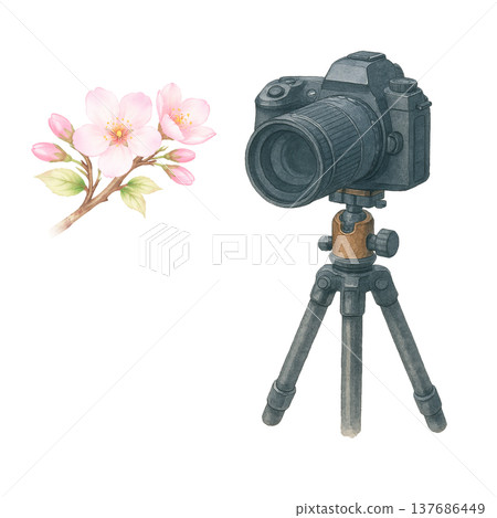 Watercolor illustration of cherry blossoms and a camera (photography material) 137686449