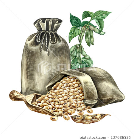 Burlap bags with soybeans, a wooden scoop, and a stem with green soy pods and leaves. Hand-drawn watercolor illustration. Perfect for creating product labels, posters, banners, menus, and more. 137686525