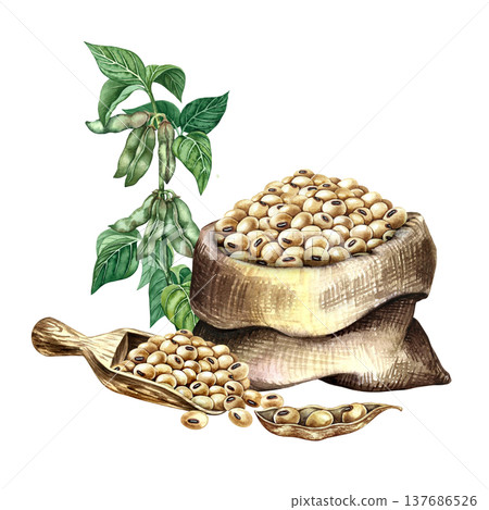 Soybeans in a burlap bag and a soybean stalk with pods and leaves. Hand-drawn watercolor illustration. Perfect for creating product labels, posters, banners, menus, and more. 137686526