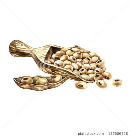 A pile of soybeans on a wooden scoop and a soybean pod. Hand-drawn watercolor illustration. Perfect for creating product labels, posters, banners, menus, and more. A pile of soybeans on a wooden scoop and a soybean pod. Hand-drawn watercolor illustration. Perfect for creating product labels, posters, banners, menus, and more. 137686528
