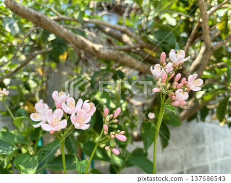 Beautiful Pink Jatropha Integerrima Flowers Blooming in a Sunny Tropical Garden Beautiful Pink Jatropha Integerrima Flowers Blooming in a Sunny Tropical Garden 137686543