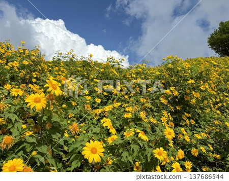 Beautiful yellow Mexican sunflower field on a mountain slope under a bright blue sky Beautiful yellow Mexican sunflower field on a mountain slope under a bright blue sky 137686544