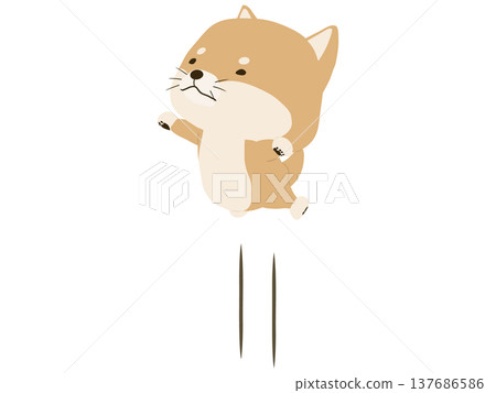 Shiba Inu to jump 137686586