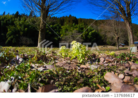 Spring coming Spring coming 137686617