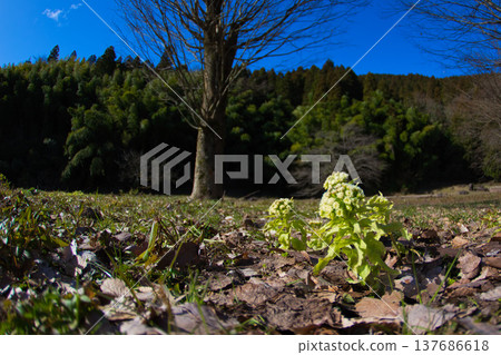 Spring coming Spring coming 137686618