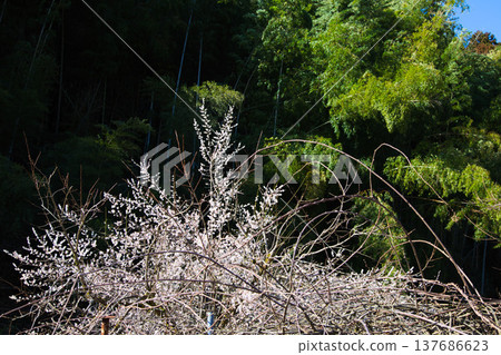 Spring coming Spring coming 137686623
