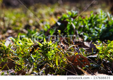 Spring coming Spring coming 137686635