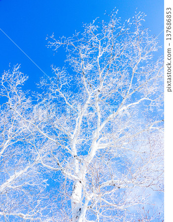 A landscape contrasting with the blue sky and the frost-covered birch trees. A landscape contrasting with the blue sky and the frost-covered birch trees. 137686853