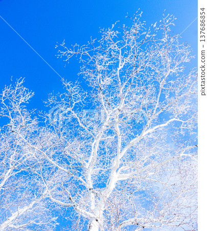 A landscape contrasting with the blue sky and the frost-covered birch trees. A landscape contrasting with the blue sky and the frost-covered birch trees. 137686854