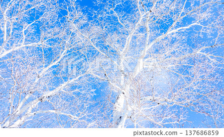 與藍天和覆蓋霜花的白樺樹形成鮮明對比的景色。 137686859