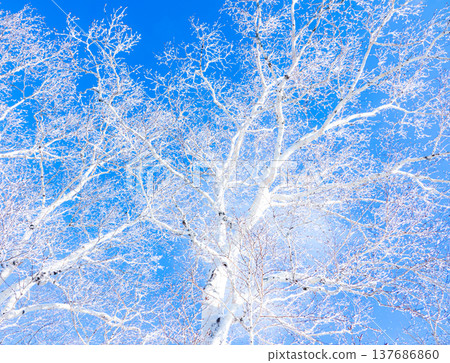 與藍天和覆蓋霜花的白樺樹形成鮮明對比的景色。 與藍天和覆蓋霜花的白樺樹形成鮮明對比的景色。 137686860
