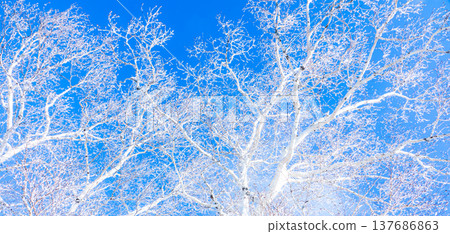 A landscape contrasting with the blue sky and the frost-covered birch trees. A landscape contrasting with the blue sky and the frost-covered birch trees. 137686863
