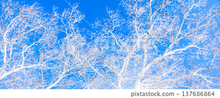 A landscape contrasting with the blue sky and the frost-covered birch trees. 137686864