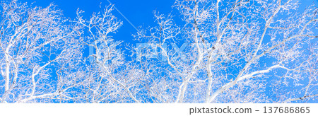 A landscape contrasting with the blue sky and the frost-covered birch trees. A landscape contrasting with the blue sky and the frost-covered birch trees. 137686865