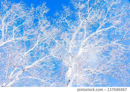 A landscape contrasting with the blue sky and the frost-covered birch trees. 137686867