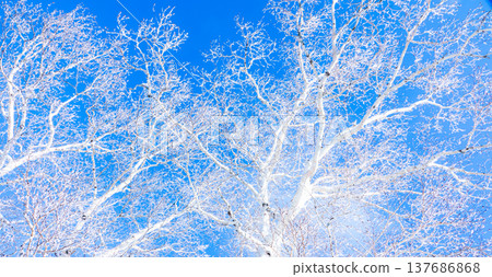 A landscape contrasting with the blue sky and the frost-covered birch trees. 137686868