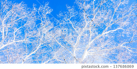 A landscape contrasting with the blue sky and the frost-covered birch trees. 137686869