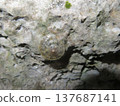 The giant snail that lives in limestone areas 137687141