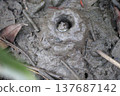 Southern mudskipper pokes its head out of its burrow 137687142