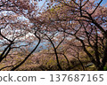 Kawazu cherry blossoms are starting to turn into leafy trees at the Matsuda Cherry Blossom Festival. 137687165