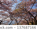 Kawazu cherry blossoms are starting to turn into leafy trees at the Matsuda Cherry Blossom Festival. 137687166