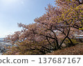 The townscape of Matsuda and the Kawazu cherry blossoms at Nishihirabata Park - Matsuda Cherry Blossom Festival 137687167