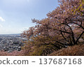 The townscape of Matsuda and the Kawazu cherry blossoms at Nishihirabata Park - Matsuda Cherry Blossom Festival 137687168